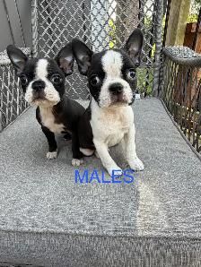 Boston Terrier Puppies - Photo 5