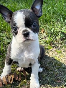 Boston Terrier Puppies - Photo 6
