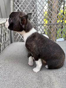 Boston Terrier Puppies - Photo 7