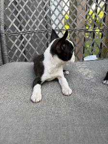 Boston Terrier Puppies - Photo 8