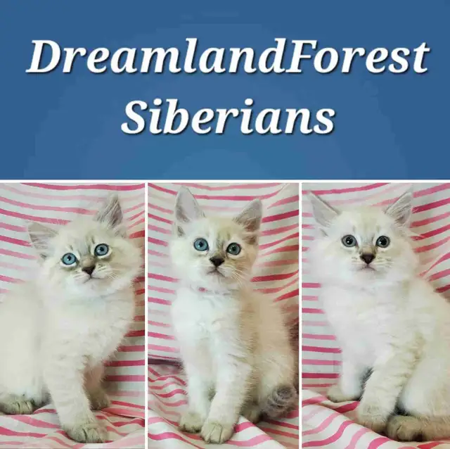 Hypoallergenic TICA Registered Siberian Kittens