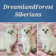 Hypoallergenic TICA Registered Siberian Kittens