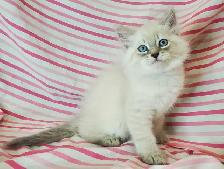 Hypoallergenic TICA Registered Siberian Kittens - Photo 2