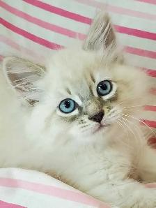 Hypoallergenic TICA Registered Siberian Kittens - Photo 3