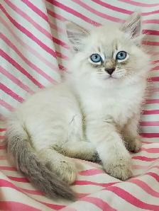 Hypoallergenic TICA Registered Siberian Kittens - Photo 4