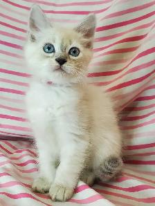 Hypoallergenic TICA Registered Siberian Kittens - Photo 5