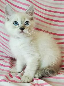 Hypoallergenic TICA Registered Siberian Kittens - Photo 6