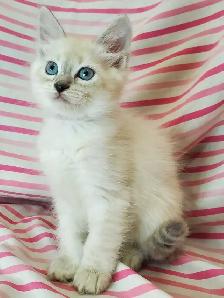 Hypoallergenic TICA Registered Siberian Kittens - Photo 7