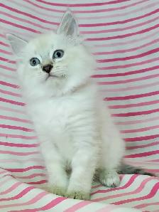 Hypoallergenic TICA Registered Siberian Kittens - Photo 8