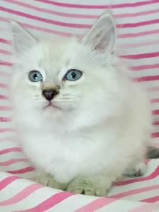 Hypoallergenic TICA Registered Siberian Kittens - Photo 9