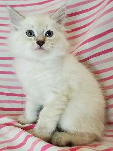 Hypoallergenic TICA Registered Siberian Kittens - Photo 10