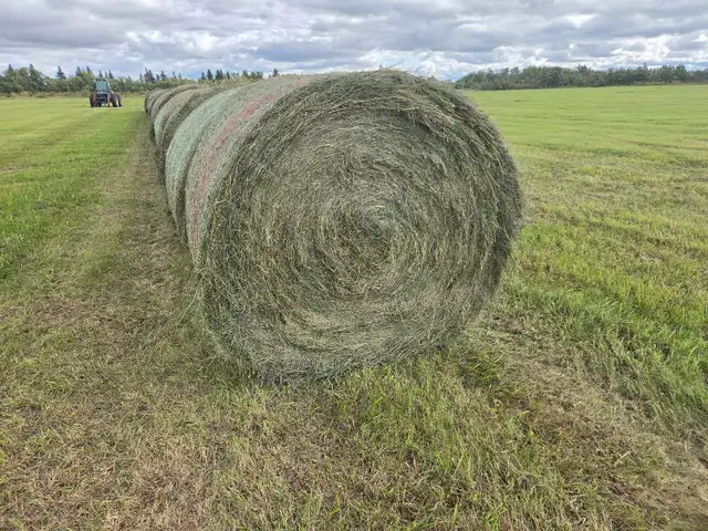 Hay for Sale
