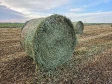 Hay for Sale - Photo 3