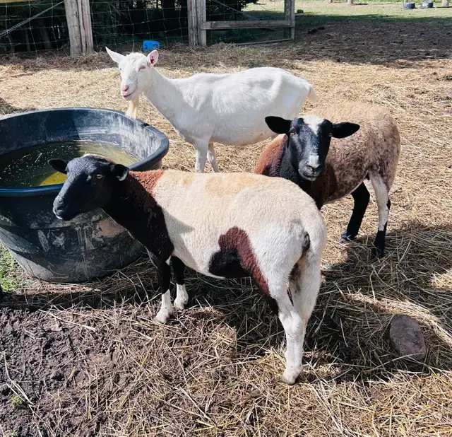 Dorper x ewes for sale