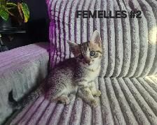 2 CHATONS HIGHLAND LYNX FEMELLE - Photo 7
