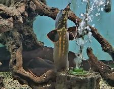 lots of fish, plecos, plants & more (see list below)