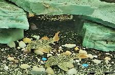 lots of fish, plecos, plants & more (see list below) - Photo 4