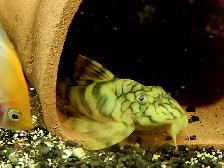 lots of fish, plecos, plants & more (see list below) - Photo 9