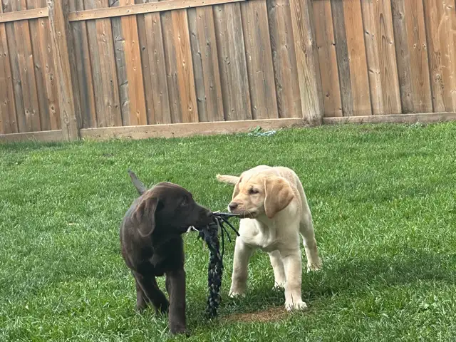 High Quality English ~ American LAB Puppies!