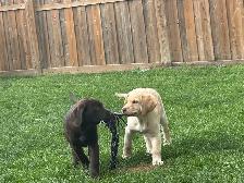 High Quality English ~ American LAB Puppies!