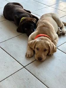 High Quality English ~ American LAB Puppies! - Photo 2