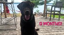 High Quality English ~ American LAB Puppies! - Photo 3