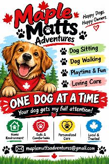 REGULAR WEEKDAY DOG SITTING – ONE DOG AT A TIME
