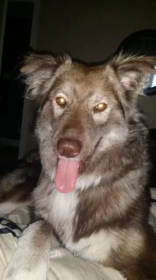 REGULAR WEEKDAY DOG SITTING – ONE DOG AT A TIME - Photo 2