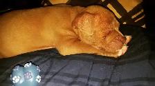 REGULAR WEEKDAY DOG SITTING – ONE DOG AT A TIME - Photo 3