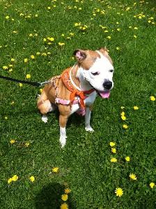 REGULAR WEEKDAY DOG SITTING – ONE DOG AT A TIME - Photo 4