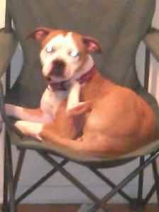 REGULAR WEEKDAY DOG SITTING – ONE DOG AT A TIME - Photo 5