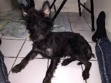 REGULAR WEEKDAY DOG SITTING – ONE DOG AT A TIME - Photo 6
