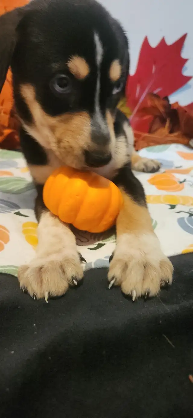 Puppies looking their new homes