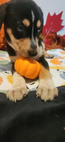 Puppies looking their new homes
