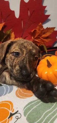 Puppies looking their new homes - Photo 2