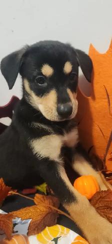 Puppies looking their new homes - Photo 3