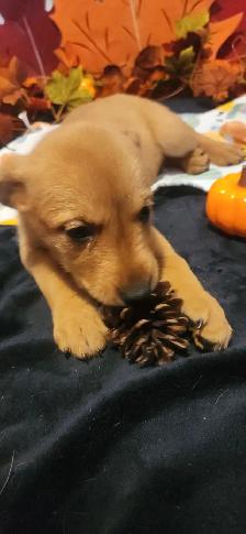 Puppies looking their new homes - Photo 4