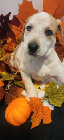 Puppies looking their new homes - Photo 5
