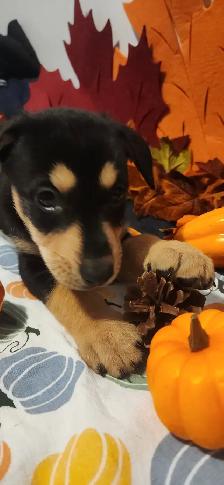 Puppies looking their new homes - Photo 7
