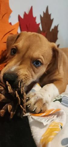 Puppies looking their new homes - Photo 8