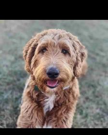 Goldendoodle For Rehoming