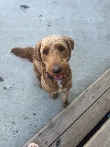 Goldendoodle For Rehoming - Photo 2