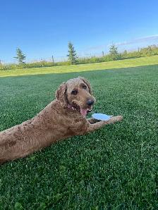 Goldendoodle For Rehoming - Photo 3