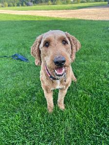 Goldendoodle For Rehoming - Photo 4