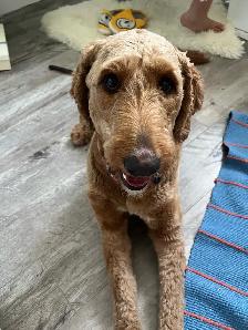 Goldendoodle For Rehoming - Photo 5