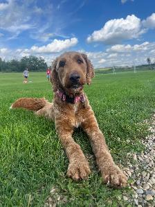 Goldendoodle For Rehoming - Photo 6