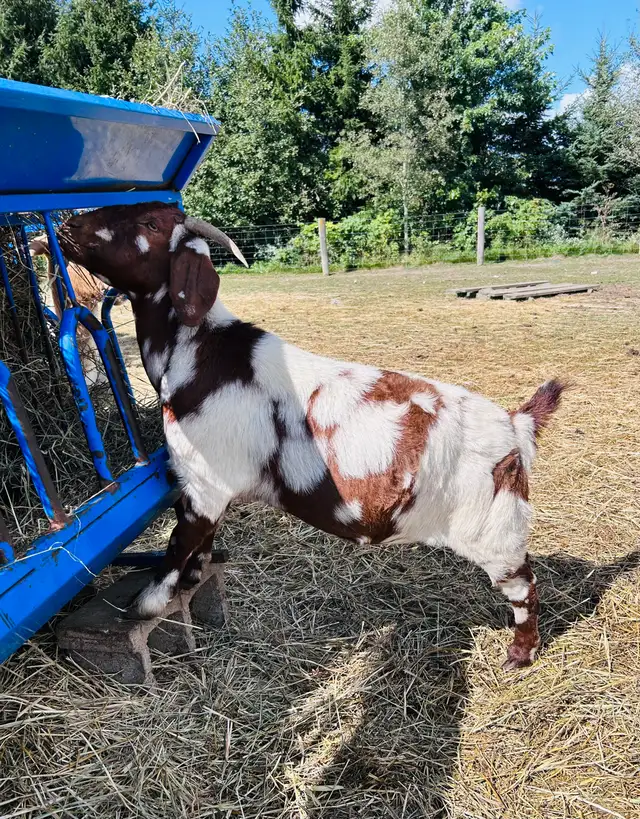Exposed Boer does for sale