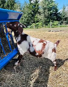 Exposed Boer does for sale