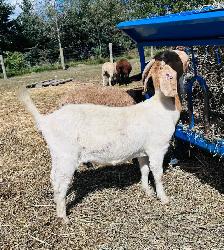 Exposed Boer does for sale - Photo 2