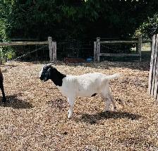 Exposed Boer does for sale - Photo 3